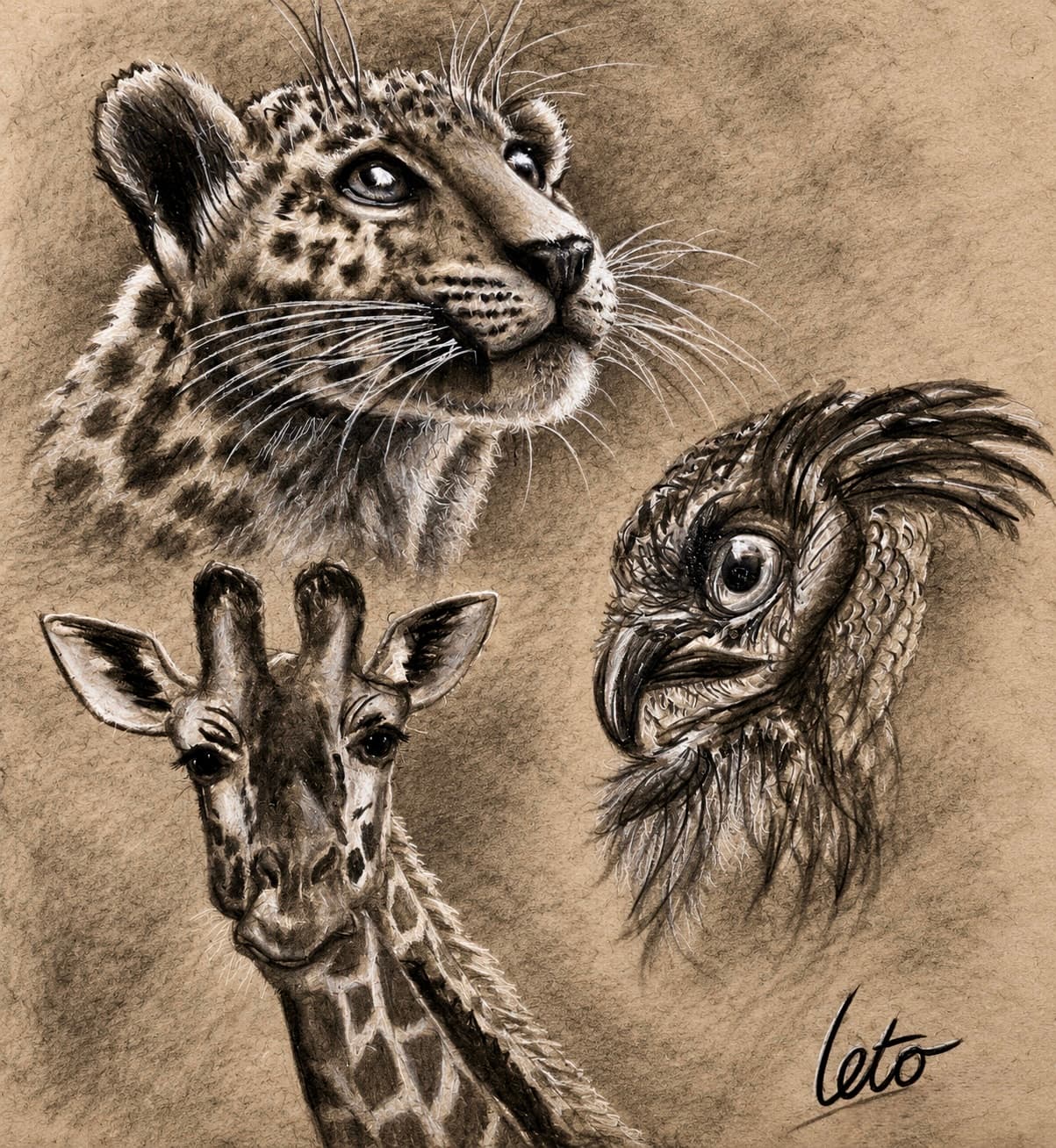 Colored pencil studies of a leopard, giraffe, and vulture